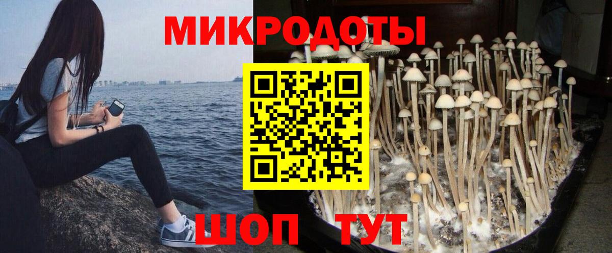 Галлюциногенные грибы Psilocybine cubensis Обнинск